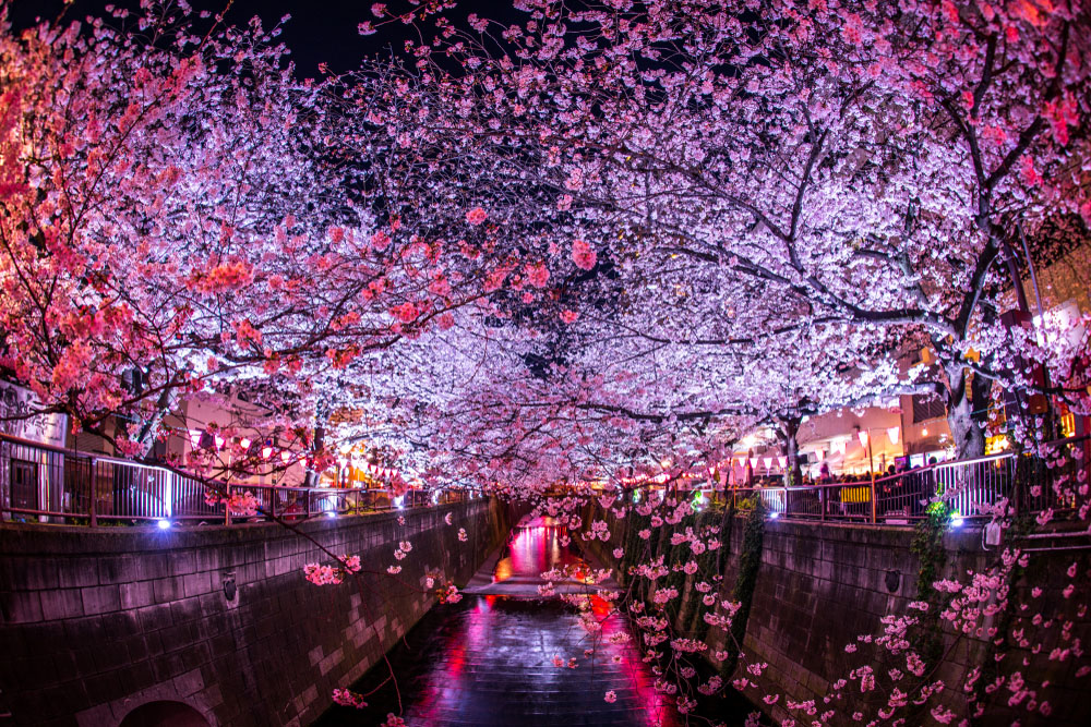 Japan's Best Cherry Blossom Festivals for 2021 (with Map and Images